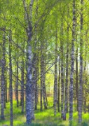 tuula purmonen_birch forest in spring